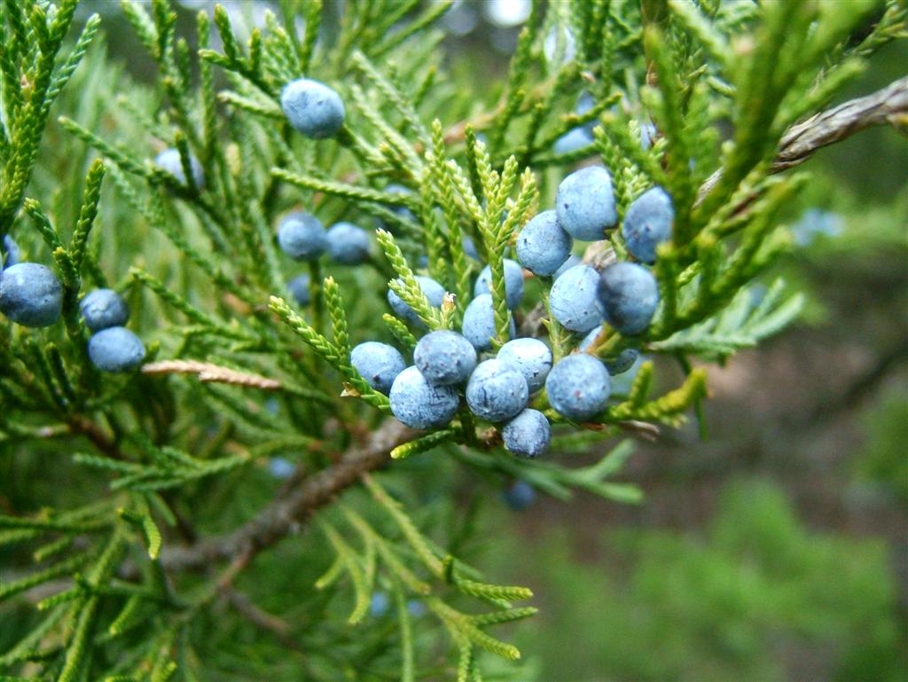 Juniper Berry (Utah) Essential Oil - Healing Essence of Light