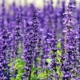 lavender field